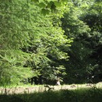 Little wild Rabbit