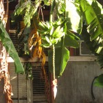 Blühende Banane