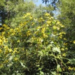 Gelbe Herbstblumen Gelbe Herbstblumen