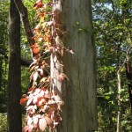 Herbst wirds Herbst wirds