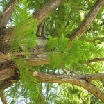 Lederstrumpfbaum? Lederstrumpfbaum?
