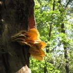 Schwammerl am Baum Schwammerl am Baum
