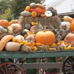 Pumpkins everywhere