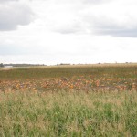 The Pumpkin Patch