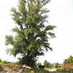 Baum Baum